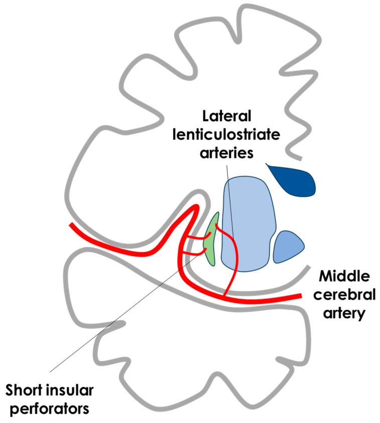 https://cdn.ncbi.nlm.nih.gov/pmc/blobs/3fa9/11855991/5d217cbc51e0/life-15-00180-g003.jpg