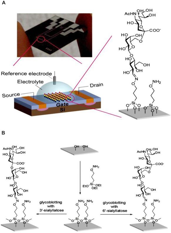 https://cdn.ncbi.nlm.nih.gov/pmc/blobs/3faa/6084377/78dbc0d8eeed/MED-37-514-g004.jpg