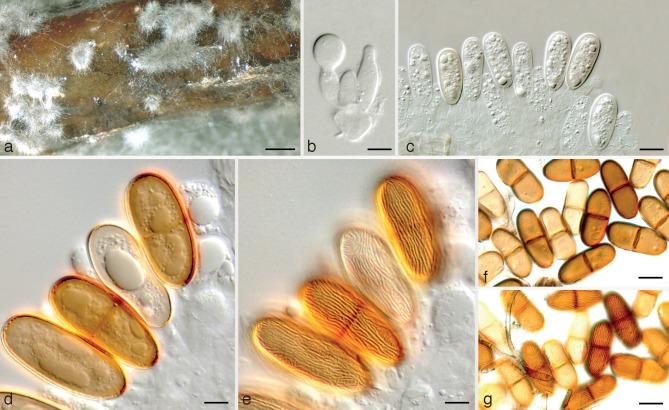 https://cdn.ncbi.nlm.nih.gov/pmc/blobs/3fad/4150070/4cb3f13d0ebd/per-32-1-g006.jpg