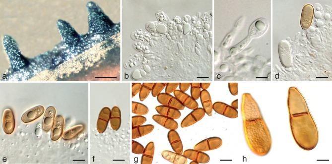https://cdn.ncbi.nlm.nih.gov/pmc/blobs/3fad/4150070/5d21dc0f0c9d/per-32-1-g002.jpg