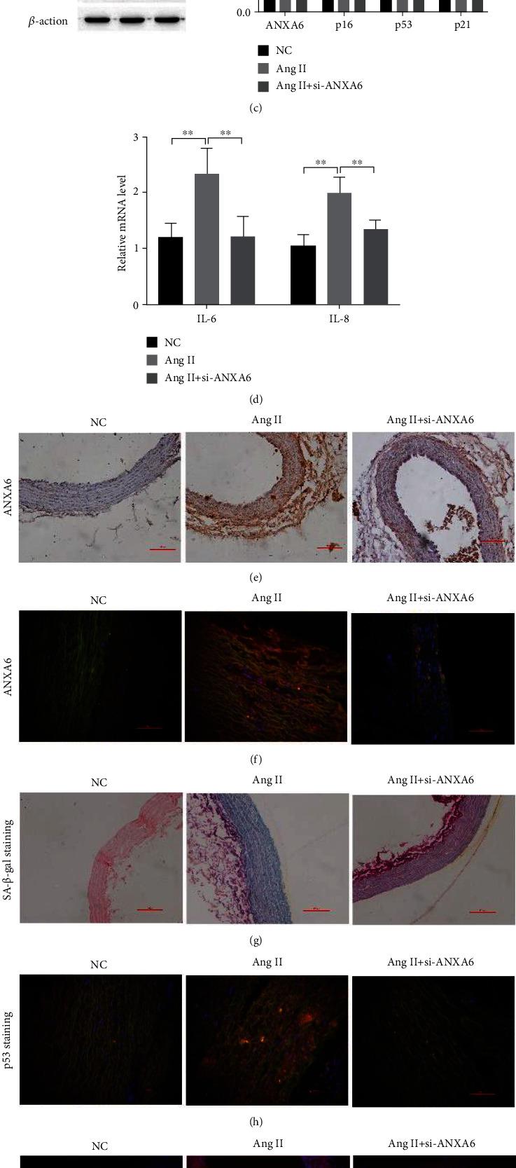 https://cdn.ncbi.nlm.nih.gov/pmc/blobs/3fae/9492406/4ddc11a8eedb/OMCL2022-4838760.004.jpg