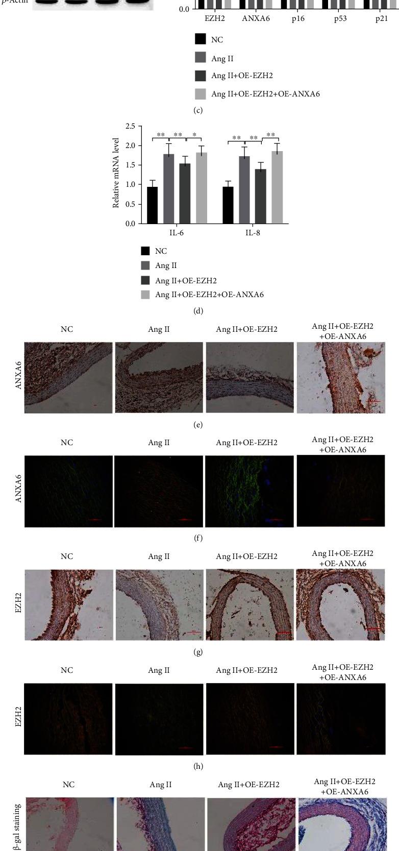https://cdn.ncbi.nlm.nih.gov/pmc/blobs/3fae/9492406/541e267f68ef/OMCL2022-4838760.007.jpg