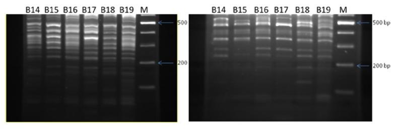 https://cdn.ncbi.nlm.nih.gov/pmc/blobs/3fb2/6011176/4845ea6a46f2/BMRI2018-6049198.002.jpg