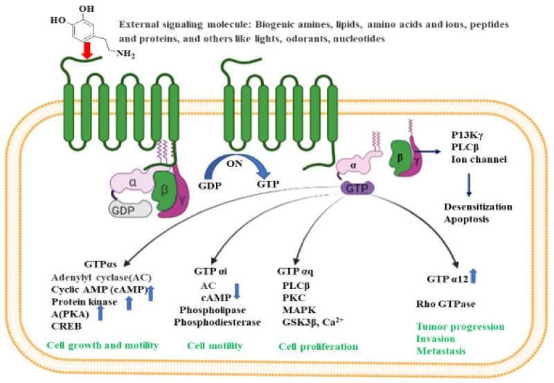 https://cdn.ncbi.nlm.nih.gov/pmc/blobs/3fb5/8657621/0837f3c90ee2/ijms-22-12987-g002.jpg