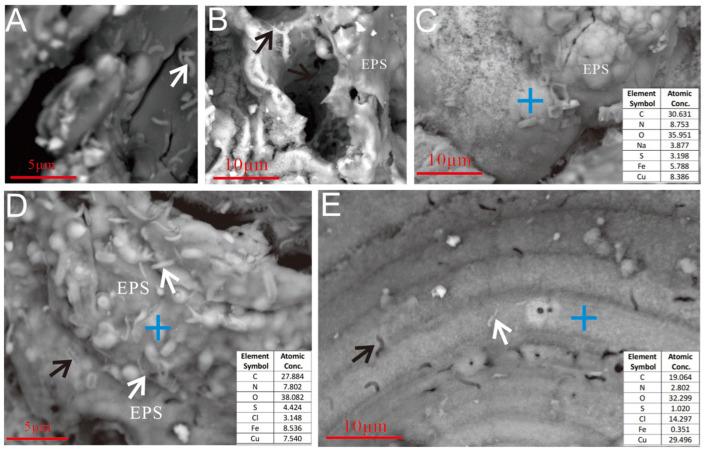 https://cdn.ncbi.nlm.nih.gov/pmc/blobs/3fb7/12025034/9fd33be67916/biology-14-00389-g009.jpg