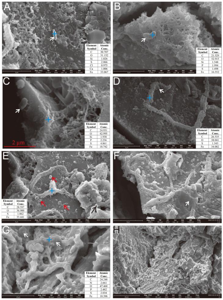 https://cdn.ncbi.nlm.nih.gov/pmc/blobs/3fb7/12025034/d6205d09f64f/biology-14-00389-g008.jpg