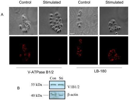 https://cdn.ncbi.nlm.nih.gov/pmc/blobs/3fbd/2821907/7466f1fd7494/pone.0009228.g008.jpg