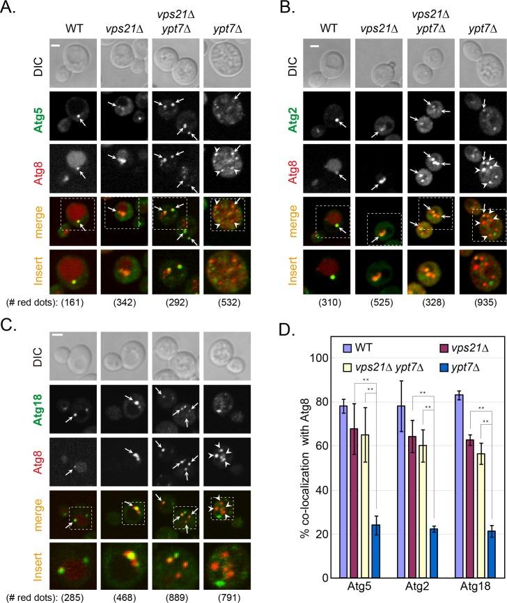 https://cdn.ncbi.nlm.nih.gov/pmc/blobs/3fbe/5626503/188973792474/pgen.1007020.g003.jpg
