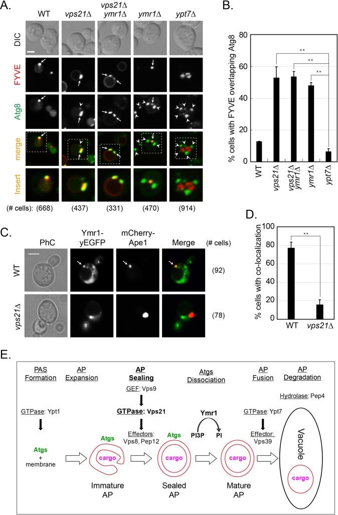 https://cdn.ncbi.nlm.nih.gov/pmc/blobs/3fbe/5626503/7d36482e2580/pgen.1007020.g006.jpg