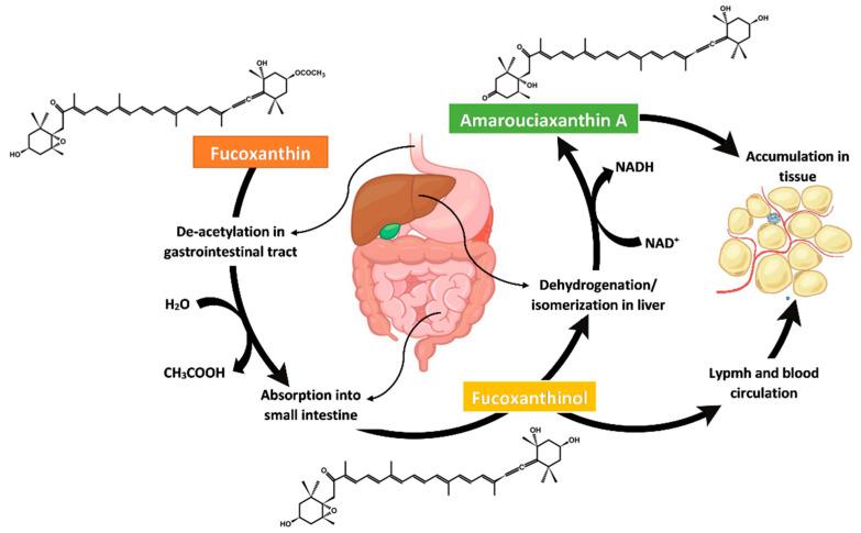 https://cdn.ncbi.nlm.nih.gov/pmc/blobs/3fc7/9368577/fd264db204a5/foods-11-02235-g004.jpg