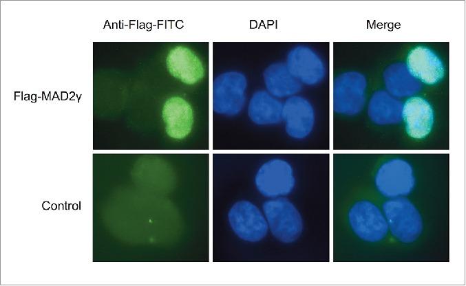 https://cdn.ncbi.nlm.nih.gov/pmc/blobs/3fcd/4968973/4858dc2fb304/kccy-15-15-1198863-g005.jpg