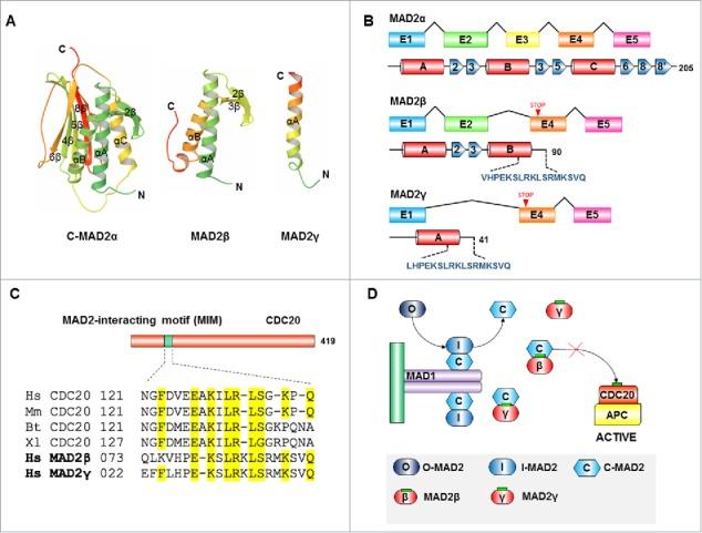 https://cdn.ncbi.nlm.nih.gov/pmc/blobs/3fcd/4968973/d1dd88a16f8b/kccy-15-15-1198863-g004.jpg