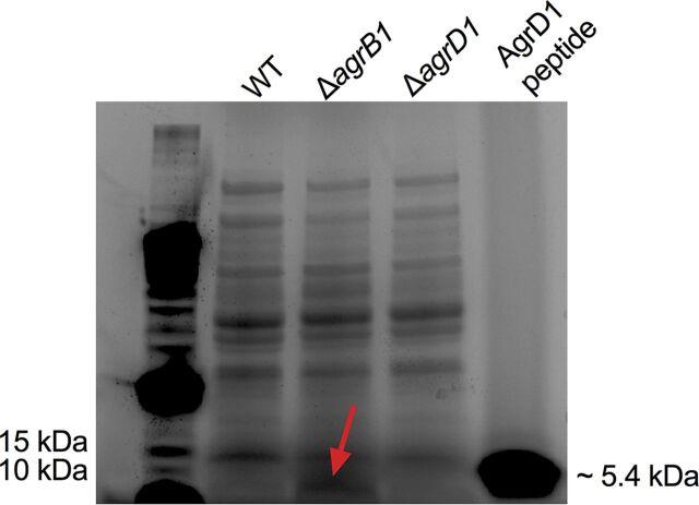 https://cdn.ncbi.nlm.nih.gov/pmc/blobs/3fce/8534292/51a923853785/mbio.03190-20-f0007.jpg