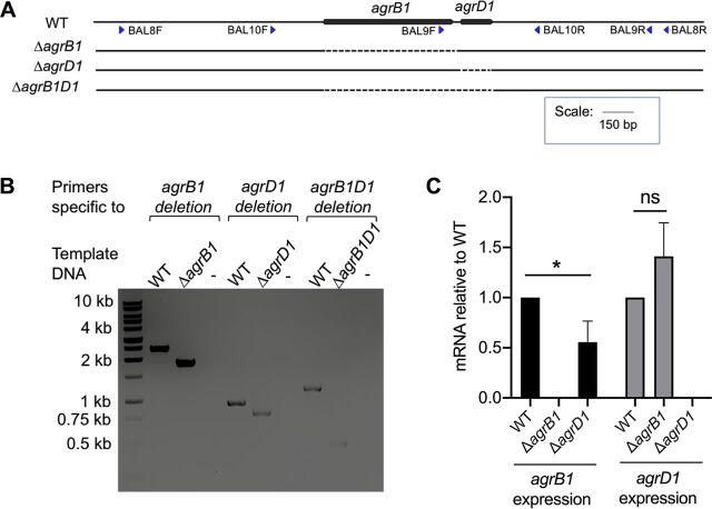 https://cdn.ncbi.nlm.nih.gov/pmc/blobs/3fce/8534292/69082c565fdc/mbio.03190-20-f0001.jpg