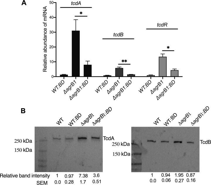 https://cdn.ncbi.nlm.nih.gov/pmc/blobs/3fce/8534292/ef35aaba9470/mbio.03190-20-f0006.jpg
