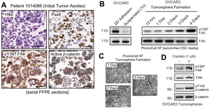 https://cdn.ncbi.nlm.nih.gov/pmc/blobs/3fcf/6721800/3f841faa3960/elife-47327-fig4.jpg