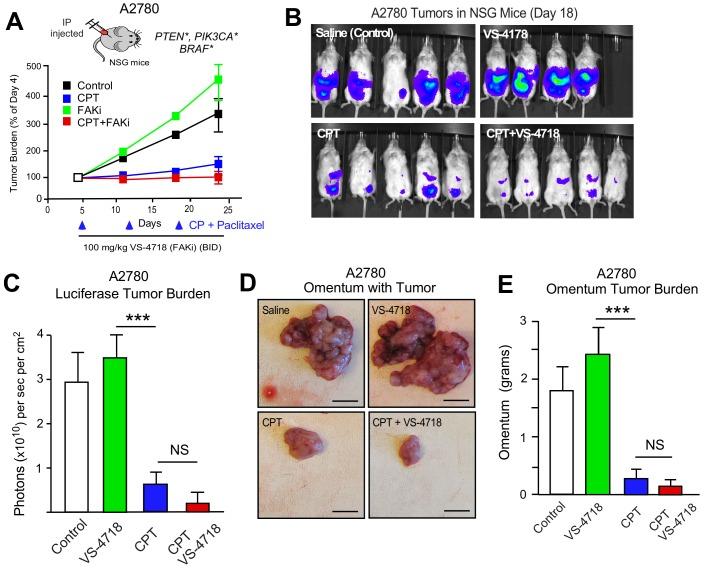 https://cdn.ncbi.nlm.nih.gov/pmc/blobs/3fcf/6721800/7603015a5f45/elife-47327-fig7-figsupp1.jpg