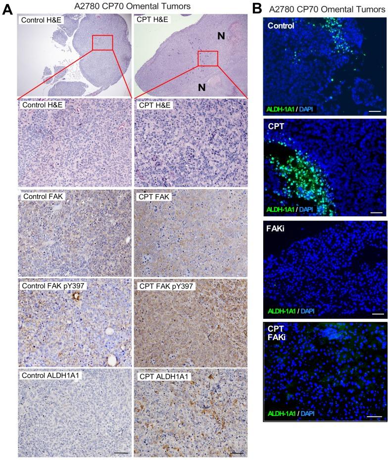 https://cdn.ncbi.nlm.nih.gov/pmc/blobs/3fcf/6721800/83fceab82b68/elife-47327-fig7-figsupp2.jpg