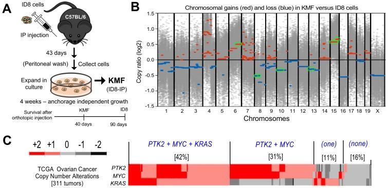 https://cdn.ncbi.nlm.nih.gov/pmc/blobs/3fcf/6721800/87a4dd97a8cf/elife-47327-fig1.jpg