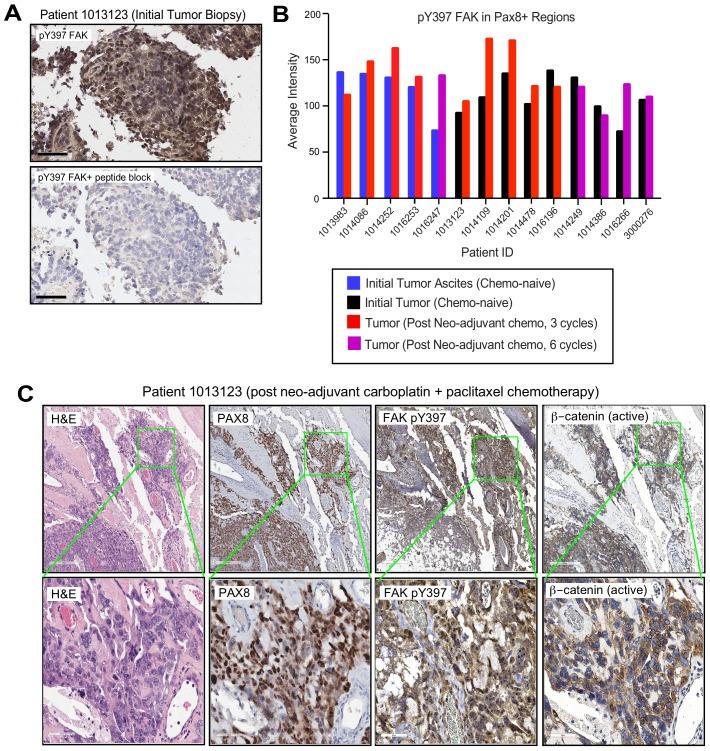 https://cdn.ncbi.nlm.nih.gov/pmc/blobs/3fcf/6721800/b6bc7b12d768/elife-47327-fig3-figsupp2.jpg