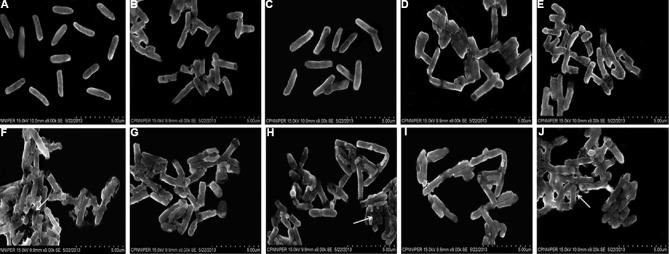 https://cdn.ncbi.nlm.nih.gov/pmc/blobs/3fd0/5393088/499aae0d1b88/IJMR-144-761-g001.jpg
