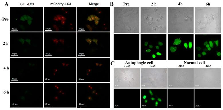 https://cdn.ncbi.nlm.nih.gov/pmc/blobs/3fd1/11510095/fc523b1bddd1/nanomaterials-14-01673-g004.jpg