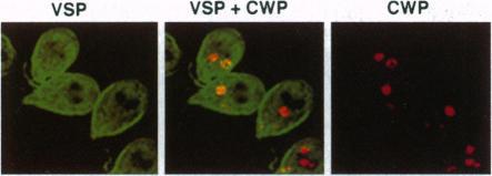 https://cdn.ncbi.nlm.nih.gov/pmc/blobs/3fd2/38797/d00bc92ef2e8/pnas01519-0214-a.jpg