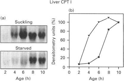 https://cdn.ncbi.nlm.nih.gov/pmc/blobs/3fd4/1136532/cfd3fe1404d7/biochemj00068-0076-b.jpg