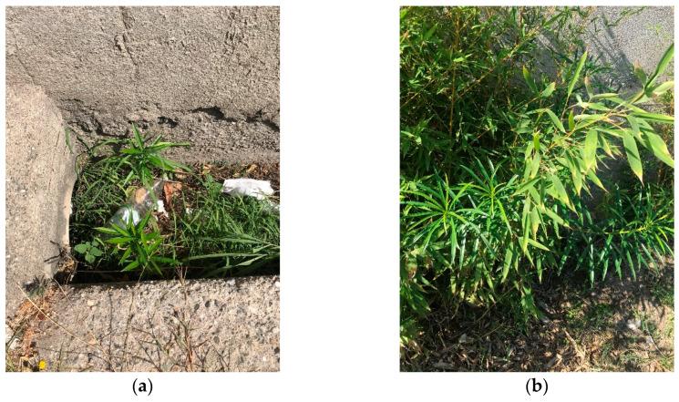 https://cdn.ncbi.nlm.nih.gov/pmc/blobs/3fd5/7569777/6f82dbcc7162/plants-09-01181-g0A3.jpg