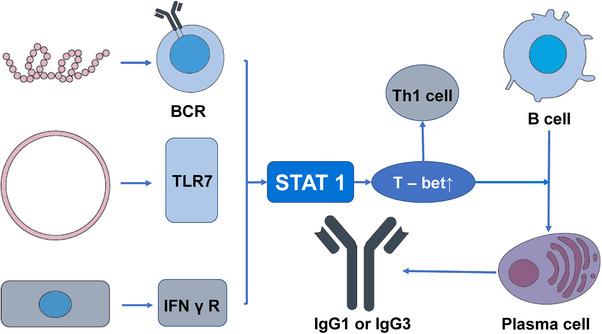 https://cdn.ncbi.nlm.nih.gov/pmc/blobs/3fd8/11322596/2b75a8fee9b2/MCO2-5-e662-g001.jpg
