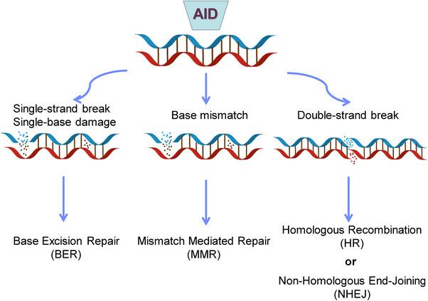https://cdn.ncbi.nlm.nih.gov/pmc/blobs/3fd8/11322596/bff747835c78/MCO2-5-e662-g003.jpg