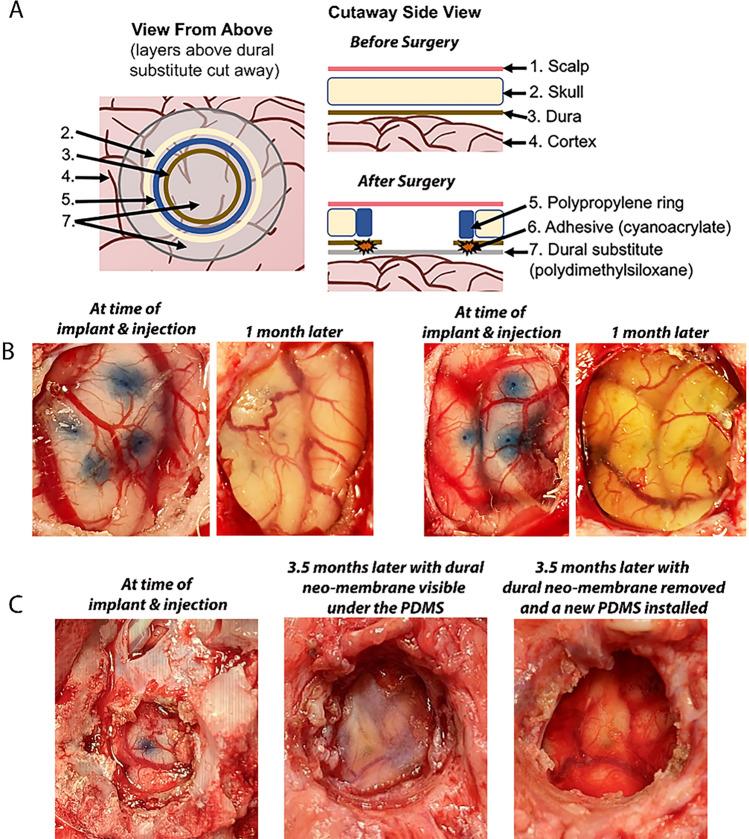 https://cdn.ncbi.nlm.nih.gov/pmc/blobs/3fdd/10465491/d422882aad44/41598_2023_40638_Fig3_HTML.jpg