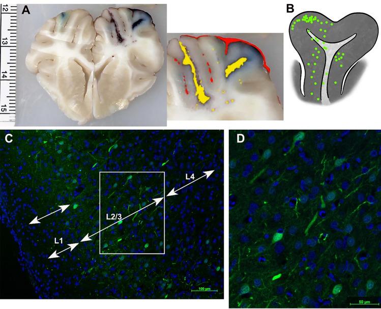 https://cdn.ncbi.nlm.nih.gov/pmc/blobs/3fdd/10465491/e29879e89f65/41598_2023_40638_Fig5_HTML.jpg