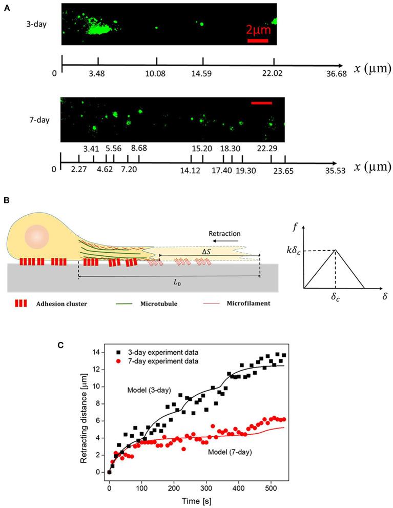 https://cdn.ncbi.nlm.nih.gov/pmc/blobs/3fe0/7815929/6e11582554bb/fbioe-08-621777-g0003.jpg
