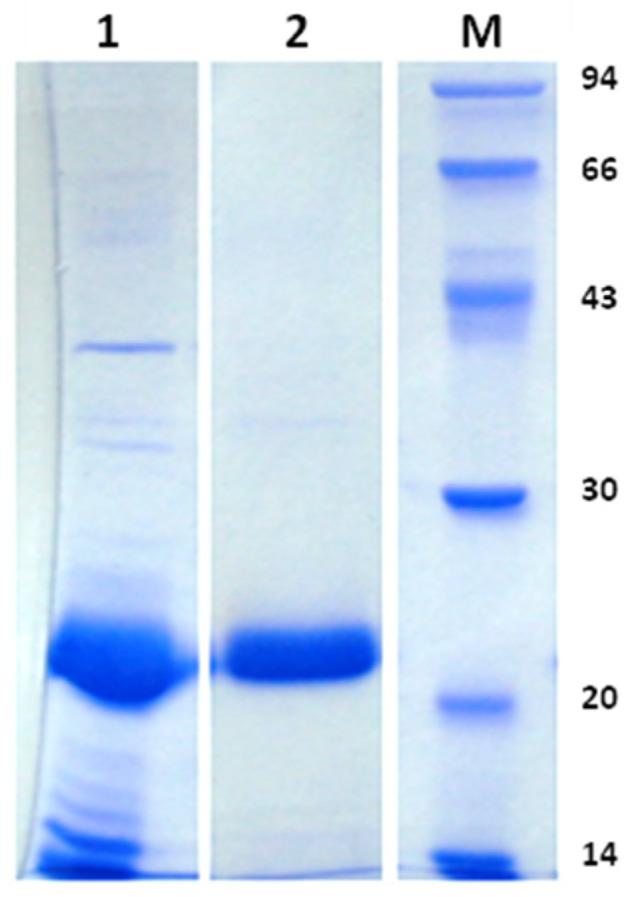 https://cdn.ncbi.nlm.nih.gov/pmc/blobs/3fe2/10254297/afe243fb13bc/molecules-28-04407-g001.jpg