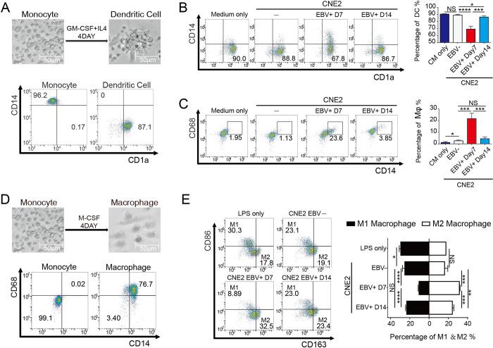 https://cdn.ncbi.nlm.nih.gov/pmc/blobs/3fe2/10846743/fa85f042bb49/ppat.1011934.g003.jpg