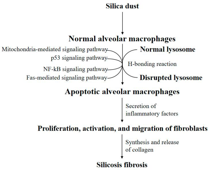https://cdn.ncbi.nlm.nih.gov/pmc/blobs/3fe5/7795780/6b6319459169/ijms-22-00453-g001.jpg