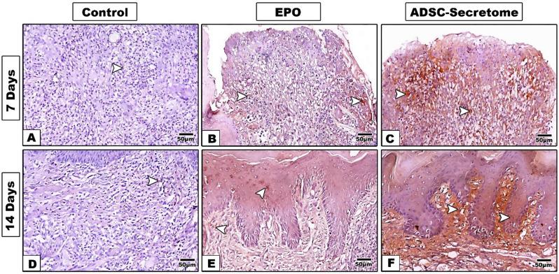 https://cdn.ncbi.nlm.nih.gov/pmc/blobs/3fe8/11411902/5def97a26ff9/12903_2024_4835_Fig7_HTML.jpg