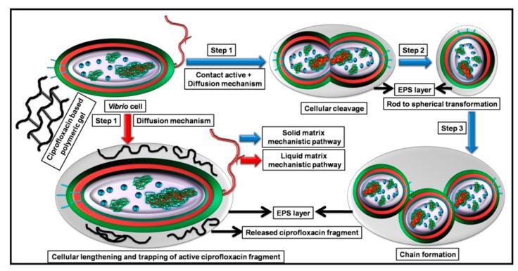 https://cdn.ncbi.nlm.nih.gov/pmc/blobs/3fe8/9407327/0e9d2cf8d26b/gels-08-00503-g008.jpg