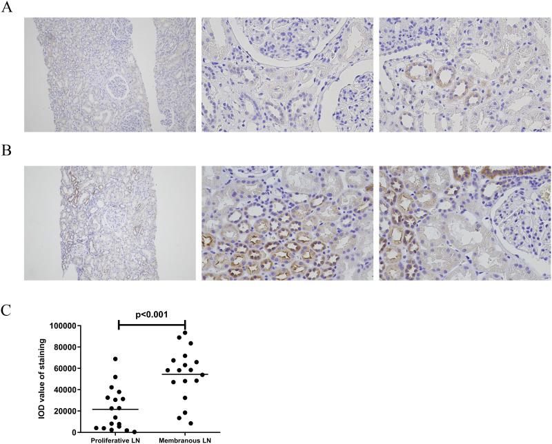 https://cdn.ncbi.nlm.nih.gov/pmc/blobs/3ff8/10804966/41cc96e27917/IJNRD-17-29-g0002.jpg