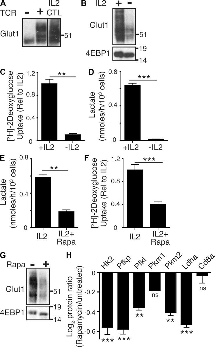 https://cdn.ncbi.nlm.nih.gov/pmc/blobs/3ffb/3526360/0631737f6599/JEM_20112607_Fig2.jpg