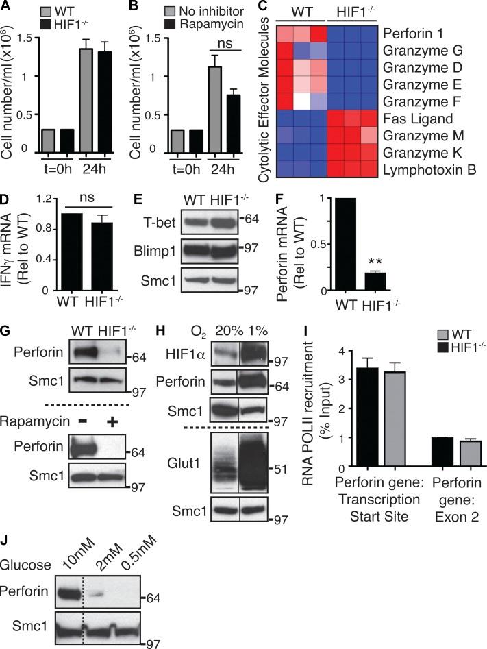 https://cdn.ncbi.nlm.nih.gov/pmc/blobs/3ffb/3526360/2cb38821b728/JEM_20112607_Fig4.jpg