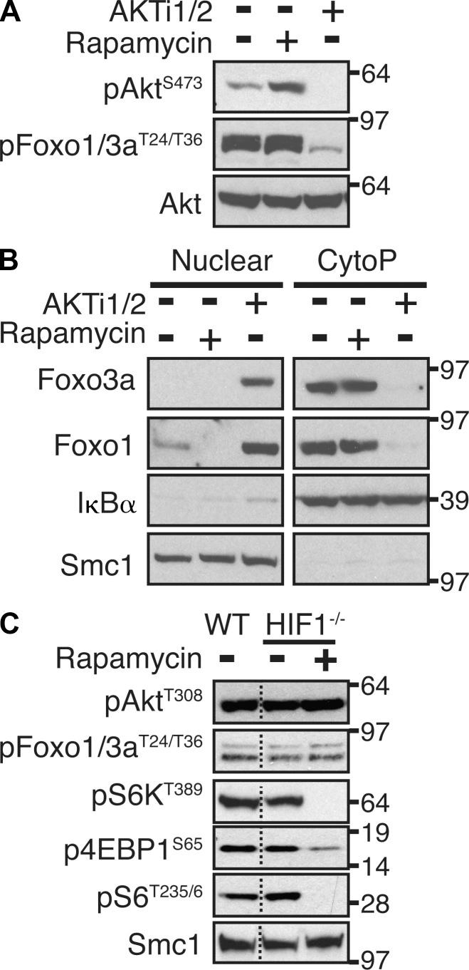 https://cdn.ncbi.nlm.nih.gov/pmc/blobs/3ffb/3526360/66f70b597458/JEM_20112607_Fig6.jpg