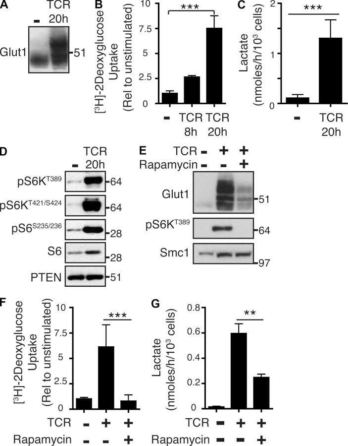 https://cdn.ncbi.nlm.nih.gov/pmc/blobs/3ffb/3526360/6c486e0abd68/JEM_20112607_Fig1.jpg