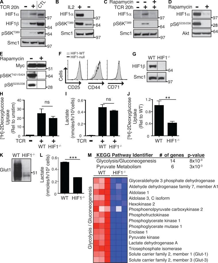 https://cdn.ncbi.nlm.nih.gov/pmc/blobs/3ffb/3526360/7844b772db27/JEM_20112607R_Fig3.jpg