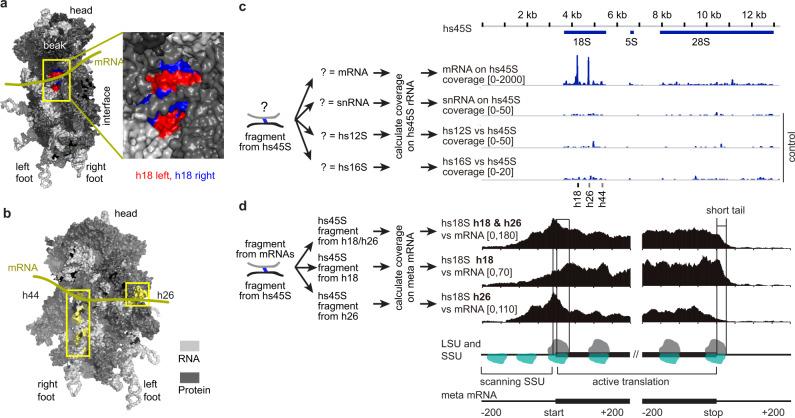 https://cdn.ncbi.nlm.nih.gov/pmc/blobs/3ffe/8058046/3ff048cc0011/41467_2021_22552_Fig3_HTML.jpg