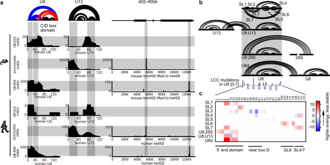 https://cdn.ncbi.nlm.nih.gov/pmc/blobs/3ffe/8058046/6217692e530e/41467_2021_22552_Fig4_HTML.jpg