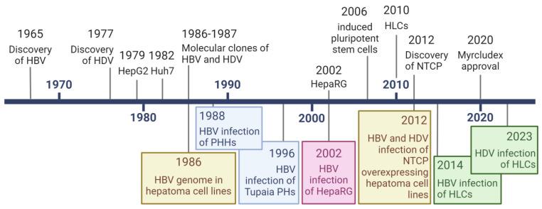 https://cdn.ncbi.nlm.nih.gov/pmc/blobs/4002/11125795/21392e0e19d5/viruses-16-00716-g002.jpg