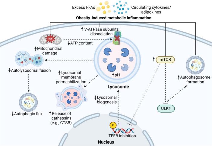 https://cdn.ncbi.nlm.nih.gov/pmc/blobs/4006/12078456/b624662896ea/13679_2025_638_Fig2_HTML.jpg