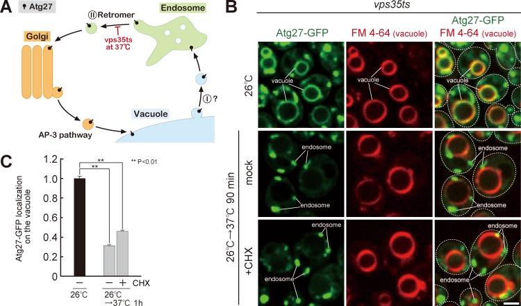https://cdn.ncbi.nlm.nih.gov/pmc/blobs/4008/5940307/5206ff0a31ad/JCB_201709162_Fig2.jpg